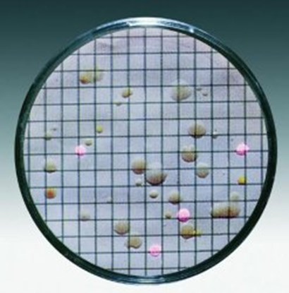 Slika za PODLOGA ZA E. coli I coliforms, 50mm, Chromocult(7)